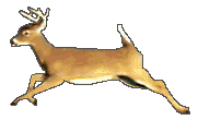 deer-running